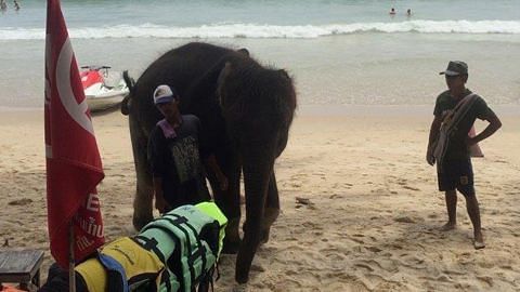 Gajah seludup dipaksa layan pelancong di pantai Phuket