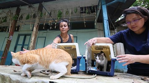 Peluang sertai operasi kawal pembiakan kucing terbiar