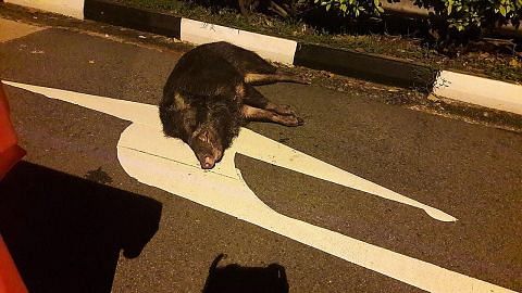 Polis tembak babi hutan mengamuk di Punggol