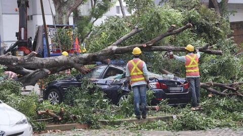 Five-storey-tall tree falls in Hougang carpark, damaging four vehicles; no injuries reported