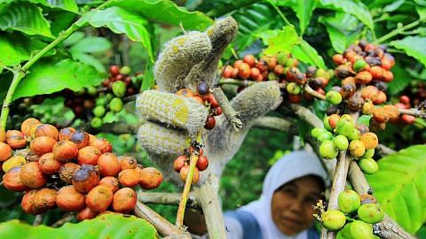 Industri kopi Indonesia diancam iklim tidak menentu