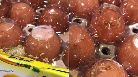 Pasar raya Giant siasat kes video tular telur berulat