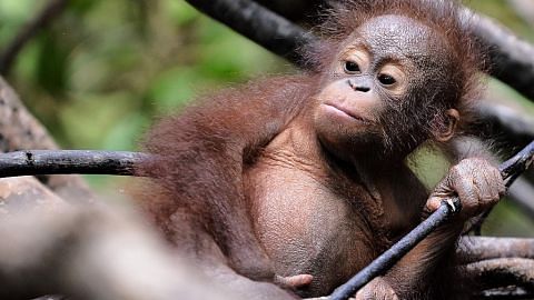 150,000 orang hutan lenyap dari hutan Borneo