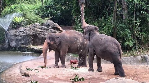 Taman Haiwan perkenal sistem urus gajah