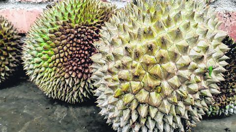 Durian tiada duri