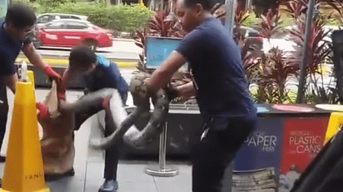 Pest control workers didn't mishandle 3m-long python in Orchard Road: AVA