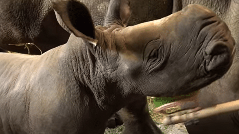 Singapore Zoo welcomes new baby white rhino