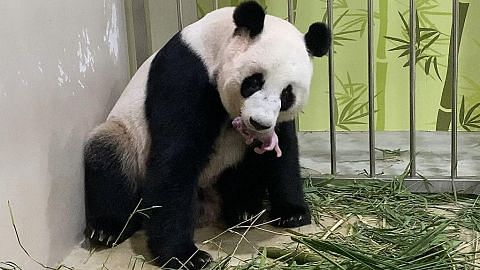 SG dapat anak panda pertama, anak Kai Kai dan Jia Jia di River Safari
