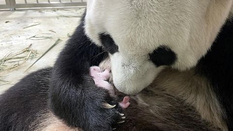 Panda Jia Jia tunjuk ciri keibuan, mahir jaga anak