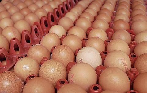 BAHAN PENTING MAKANAN: Harga telur yang meningkat akan menaikkan banyak harga makanan yang menggunakan telur sebagai bahan utama persiapan makanan. - Foto BH oleh KHALID BABA KUTIP TELUR: Seorang pekerja di lad ang ternakan telur ayam yang dimiliki E