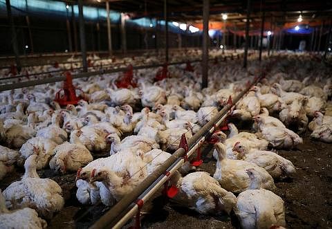 LADANG AYAM: Sebuah ladang ternak ayam di Selangor. Malaysia sumber ayam import kedua terbesar Singapura. - Foto fail