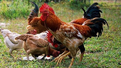 BAHASA, BUDAYA & WARISAN KITA ANTARA PERIBAHASA BERTERAS AYAM BERSAMA Ayam oh ayam! Bukan setakat lazat dimakan