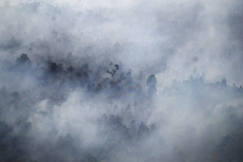Agensi pulihara hutan Indonesia hadapi cabaran