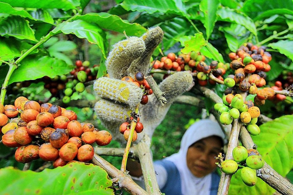 Industri kopi Indonesia diancam iklim tidak menentu