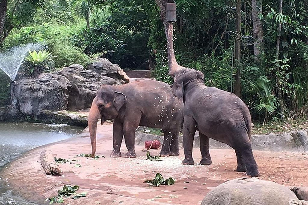Taman Haiwan perkenal sistem urus gajah