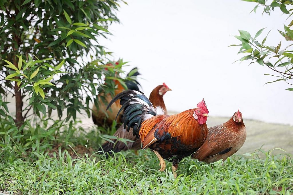 Masalah ayam liar di estet Tampines