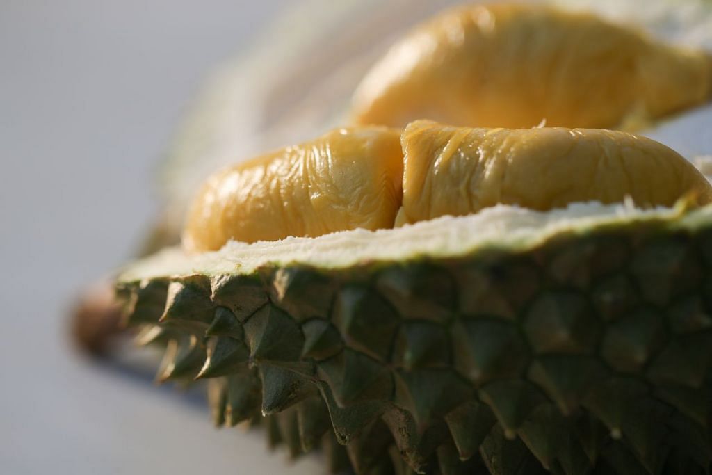 Durian season set to start in May, with peak hitting in June