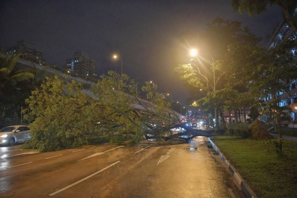 Tree falls along Braddell Road, closing three out of four lanes