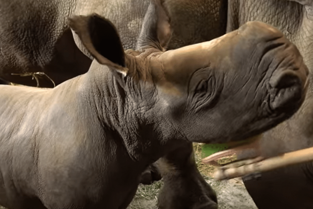 Singapore Zoo welcomes new baby white rhino