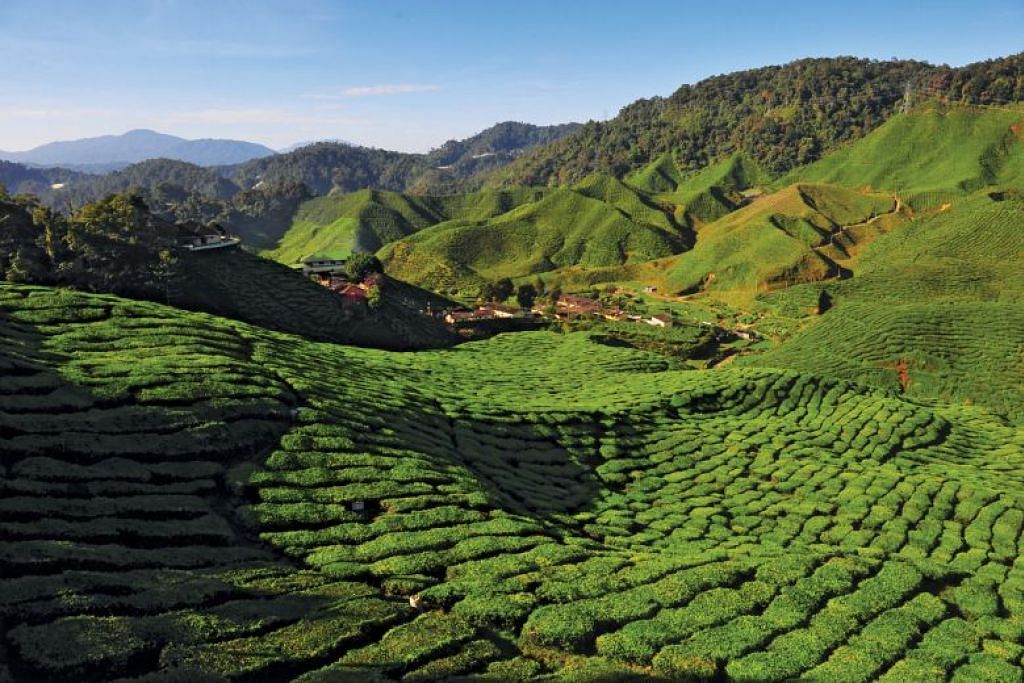 Cameron Highlands safe to visit, Malaysian police say after reports of protests against crackdown on illegal farms