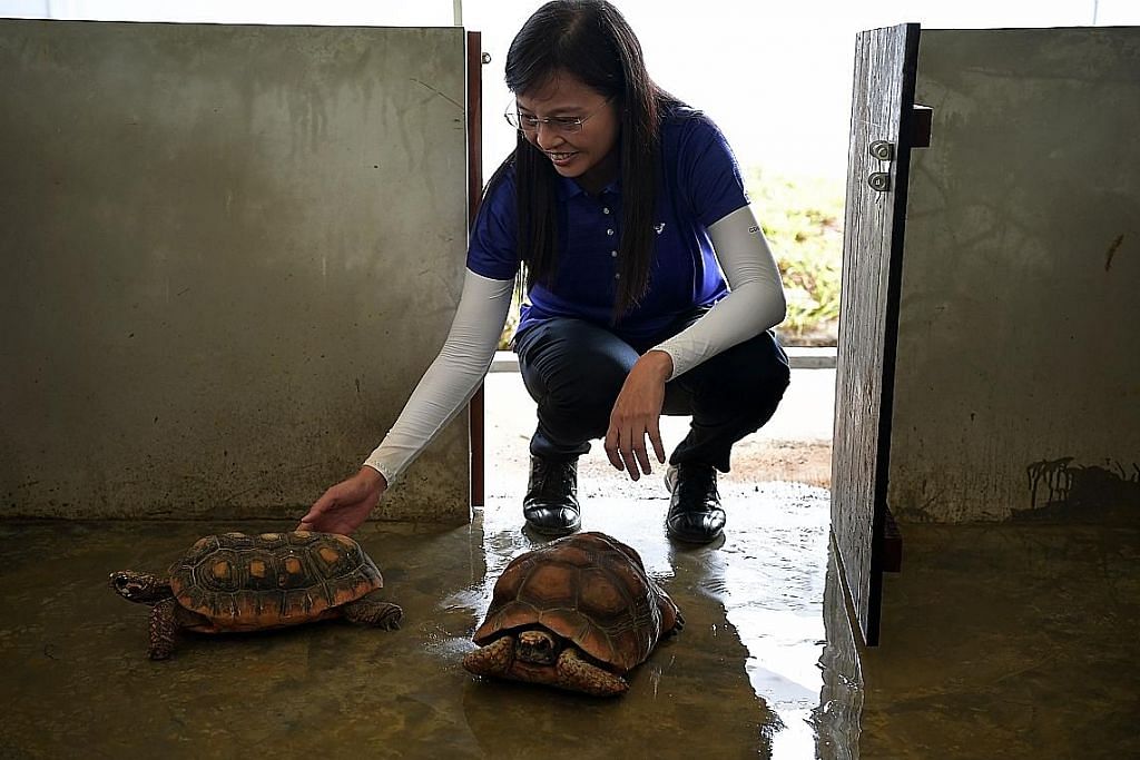 Lebih 500 kura-kura Taman Cina pindah ke Yishun