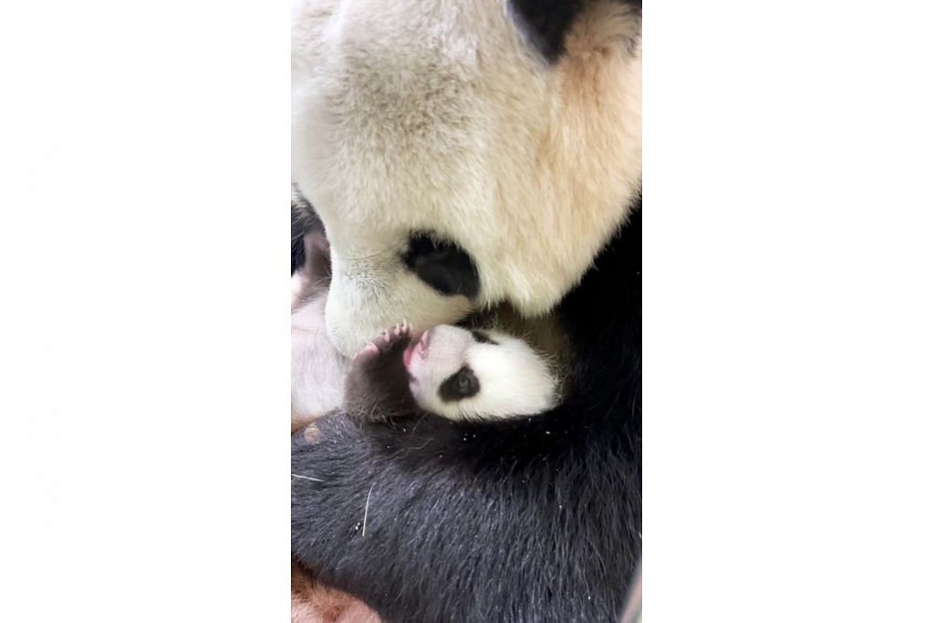 Anak panda celik buat pertama kali
