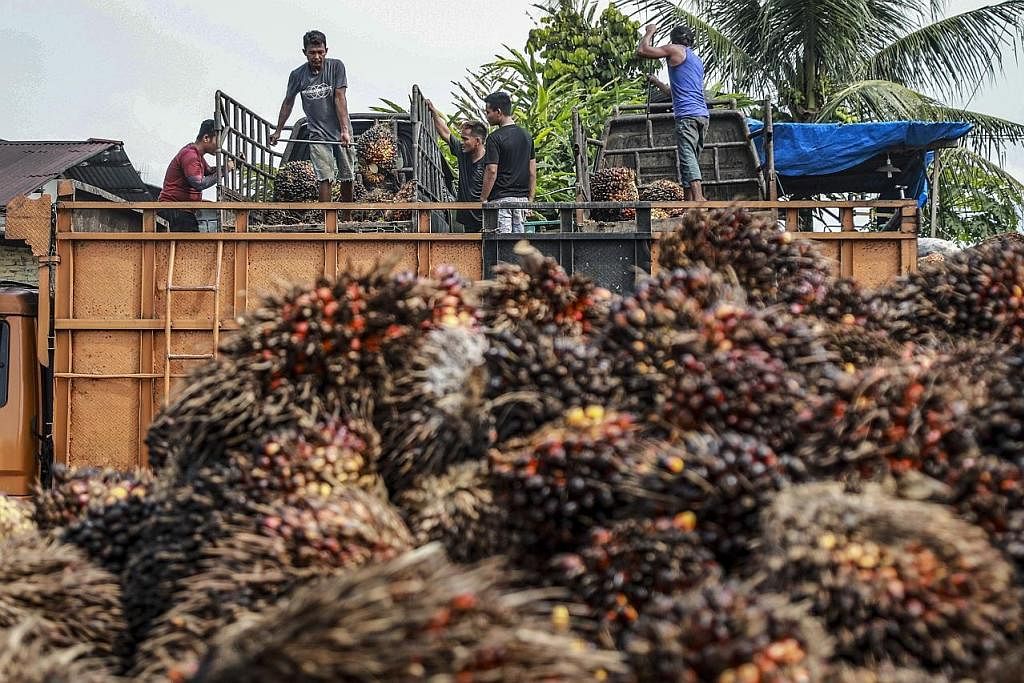 BEKALAN MINYAK SAWIT: Melalui minyak sawit, Indonesia telah dapat mengurangkan pergantungannya kepada minyak mentah. - Foto EPA-EFE