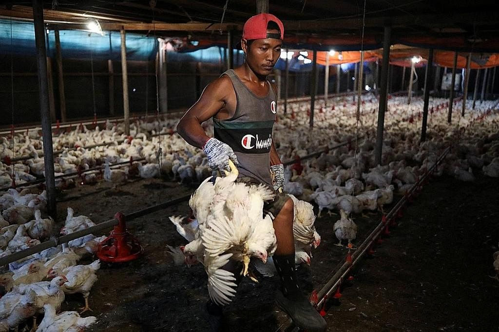 SUKAR DIPANTAU: Ramai peniaga tidak lagi mematuhi harga terkawal penjualan ayam walaupun ia masih berkuat kuasa hingga 30 Jun. - Foto REUTERS