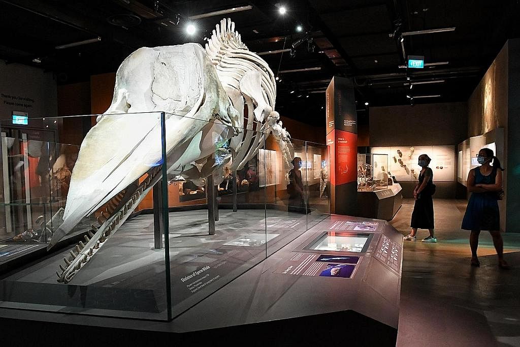 'HIDUPKAN' MUZIUM: Bangkai paus sperma betina ini dijumpai terapung di Jurong Island pada 2015 dan merupakan pertama kali spesies ini dicatatkan di Singapura. - Foto BH oleh CHONG JUN LIANG