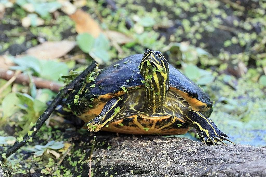 MAKIN BANYAK PENYU BETINA: Penyu ini ditemui di taman riadah Wakodahatchee Wetlands, Pantai Delray, Florida. - Foto AFP