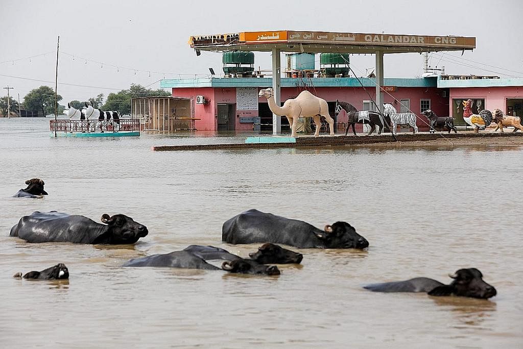 GARA-GARA PERUBAHAN IKLIM: Pakistan kini dicengkam banjir besar yang mengorbankan lebih 1,500 jiwa dengan ribuan lagi, termasuk haiwan ternakan yang kehilangan tempat tinggal. - Foto REUTERS