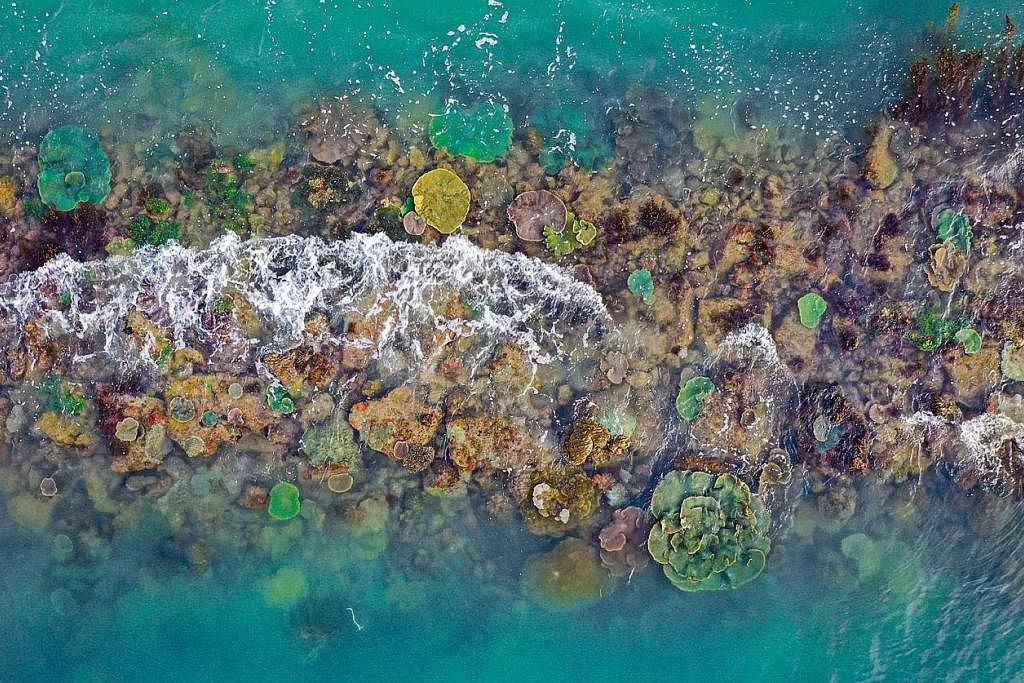 KIAN PULIH: Kawasan rumput laut dan batu karang tumbuh secara meluas di sepanjang beberapa tembok laut antara 1993 dan 2018 di Singapura. – Foto NATHANIEL SOON 